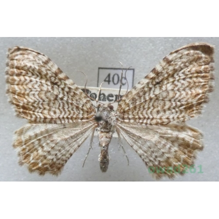 Hydria undulata (Linnaeus, 1758) Czech40c